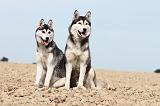 SIBERIAN HUSKY 320